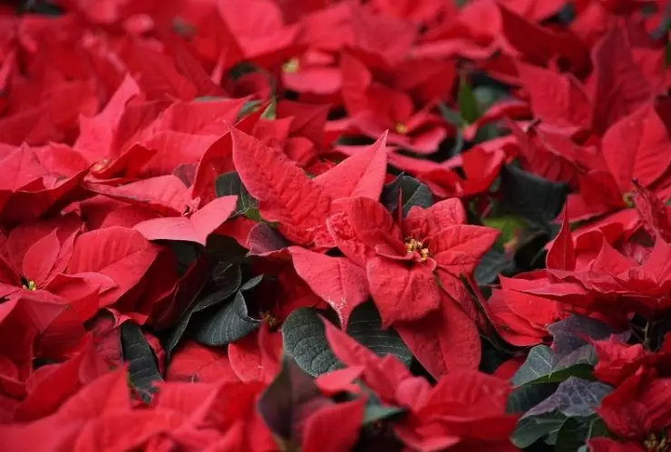 ¿Cómo cuidar la Flor de Nochebuena en casa? Guía para mantenerla saludable y bonita