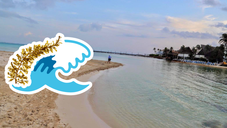 Estas son las playas sin sargazo en Cancún, Isla Mujeres, Holbox, Puerto Morelos, Playa del Carmen y Cozumel hoy 15 de septiembre de 2025.jpg