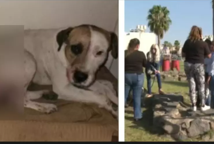 Perro cola machete.jpg