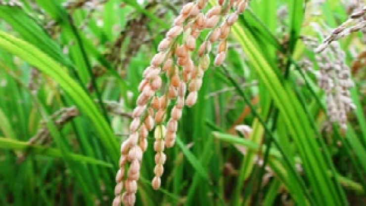 Los campos de arroz en Cambodia