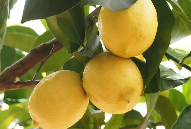 Precio del limón en Yucatán_ Revelan que se encuentra en un costo MUY BAJO