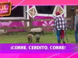 ¡Qué relajo! Los Granjeros encontraron una forma bastante peculiar para regresar a los cerditos a su área