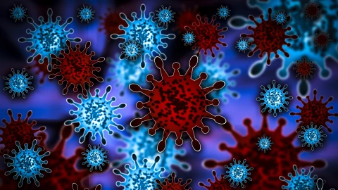 Detectan nuevo virus de origen animal en China, se trata del Henipavirus