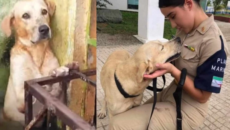 Tras ver que la familia dueña del animal no llegara a reclamarlo, la Marina decidió adoptar al can que fue rescatado el pasado 14 de noviembre en la colonia Gaviotas Sur, en Villahermosa.