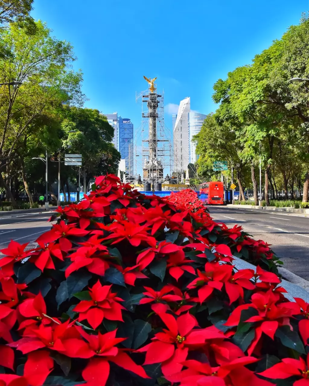 flores de nochebuenas en reforma ciudad de mexico