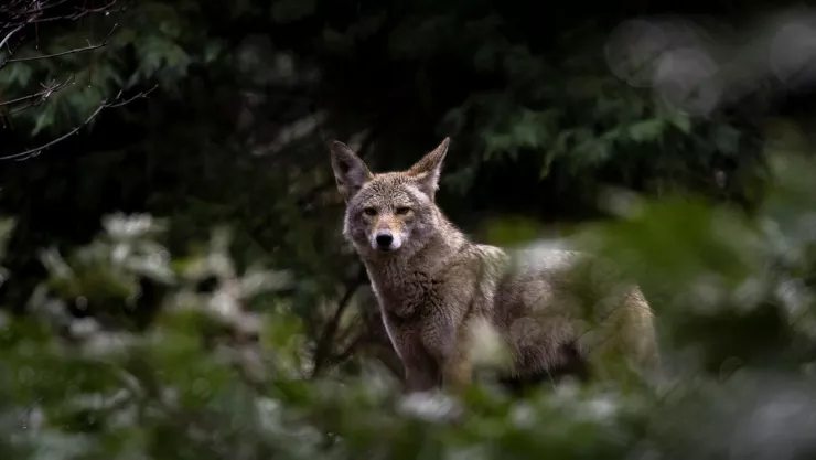 coyote ataca a niño de 9 años.jpg