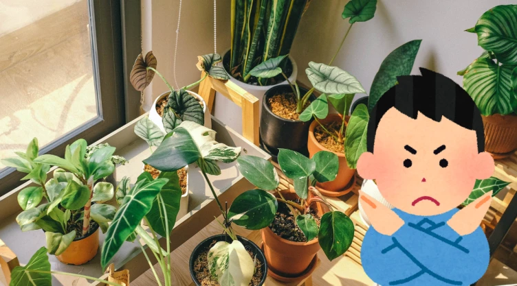 plantas (1).png