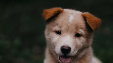Maltrato animal: Mujer asesina a su perrito porque no le parecía lo suficientemente tierno