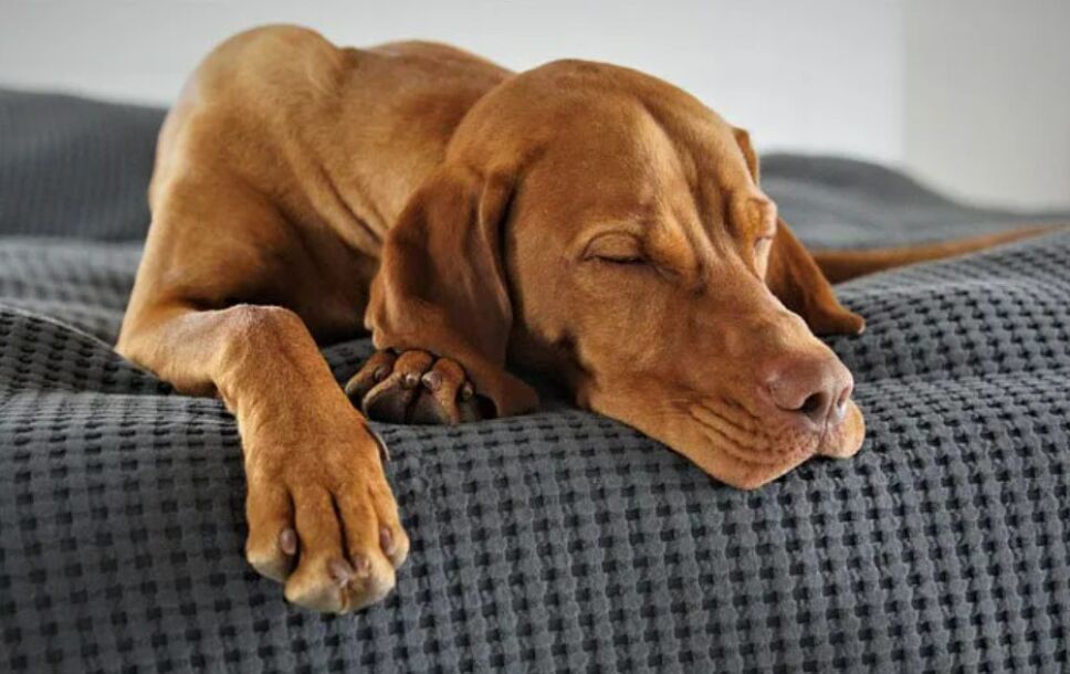 Cómo saber si tu perro tiene calor y qué hacer