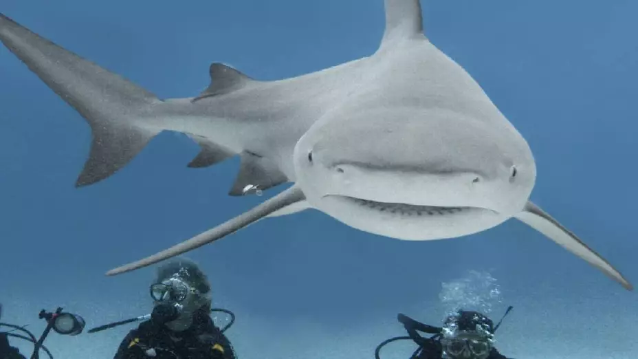 tiburon toro fauna marina en Quintana Roo