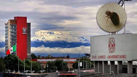 Reportan regreso de chinches a la UNAM