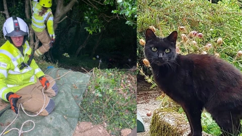 gato maullidos barranco.jpg