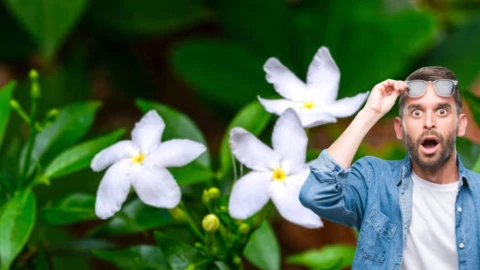 Pocos conocen este tipo de jazmín