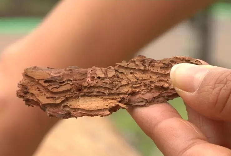 Plaga ataca árboles en parque de Pachuca