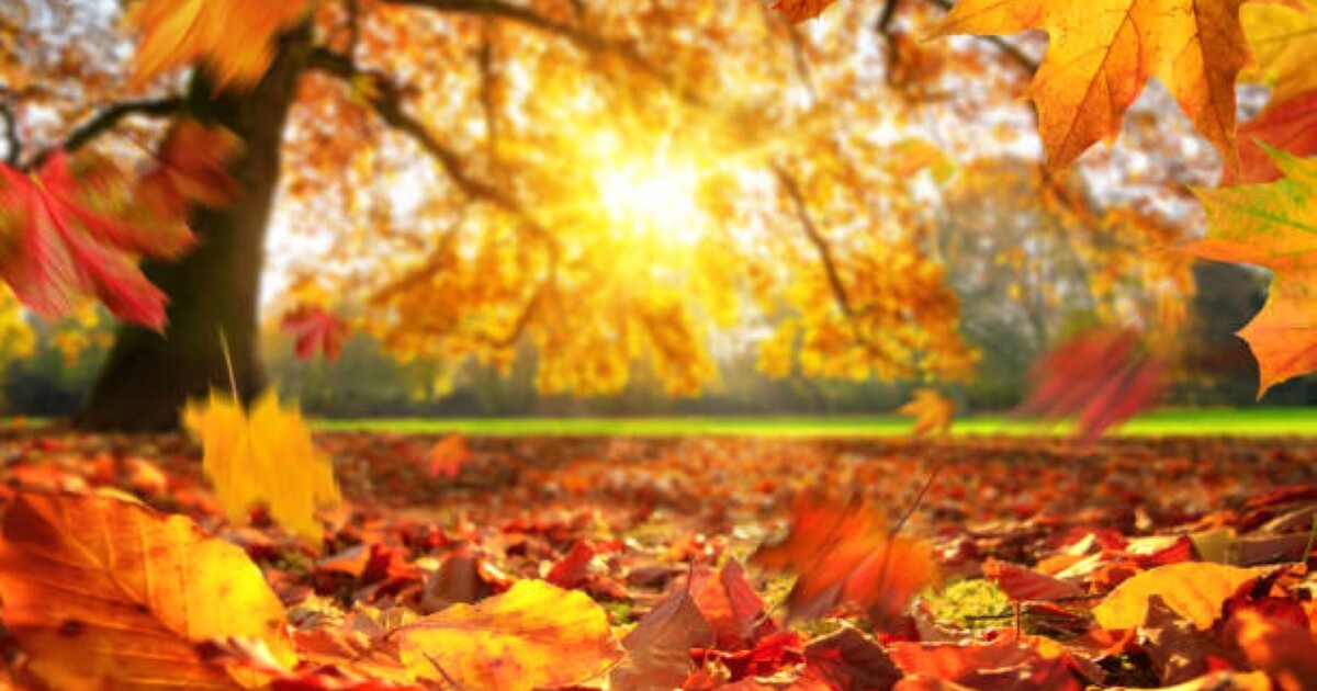 Cuando Entra El Otoño En Mexico Rubi