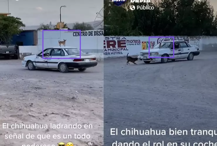 Perro chihuahua en techo de carro.