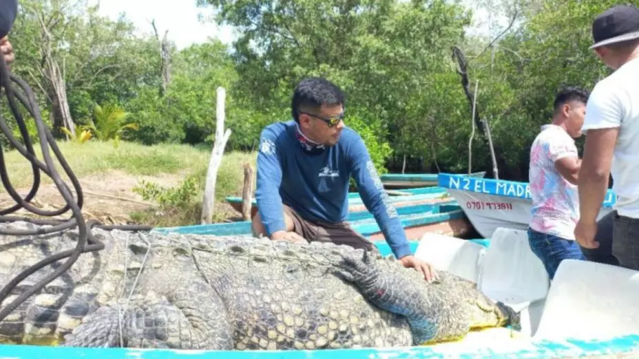 cocodrilo rescatan se comia mascotas chiapas.