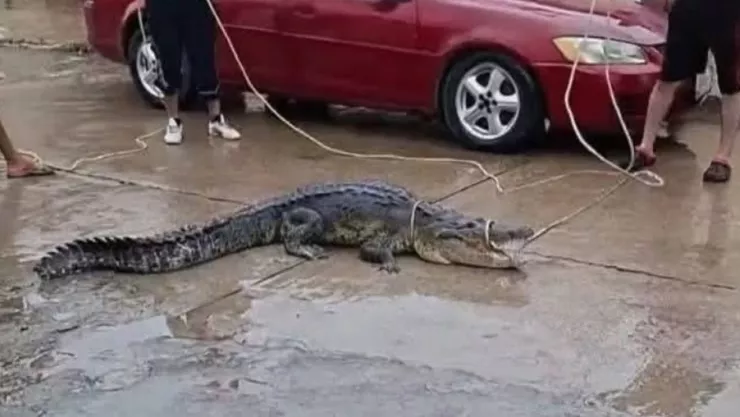 Tamaulipas mantiene alerta ante desbordamiento del río Pánuco y cocodrilos en zonas inundadas