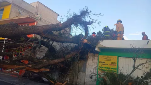 El árbol cayó sobre una vivienda en la zona de Lucas Martín