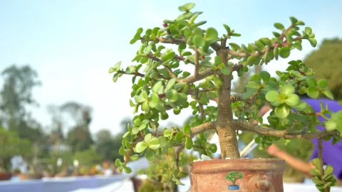 La manera de cuidar y alargar la vida de tu árbol de jade