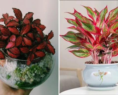 Plantas rojas para el hogar