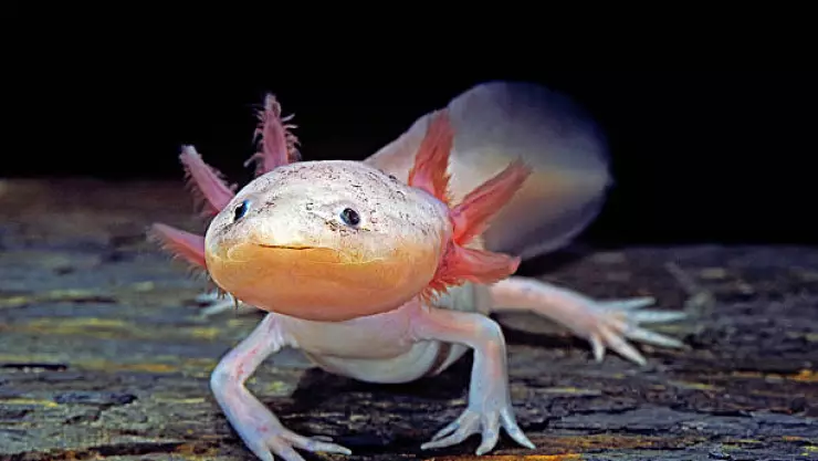 ajolote - día nacional del ajolote