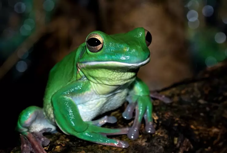 ¿Qué es el ritual del kambó y cuáles son las graves consecuencias?