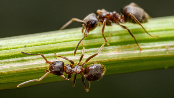/estilo de vida/ni-vinagre-ni-insecticida-forma-efectiva-eliminar-hormigas-balcón