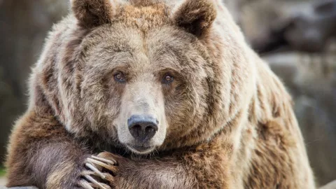 Caldo de oso: Una delicia t&iacute;pica de Le&oacute;n