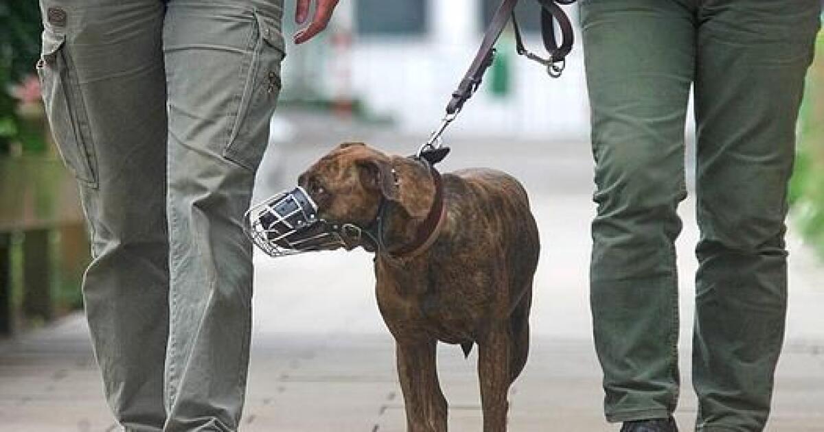 Implementarán sanciones para dueños de perros agresivos