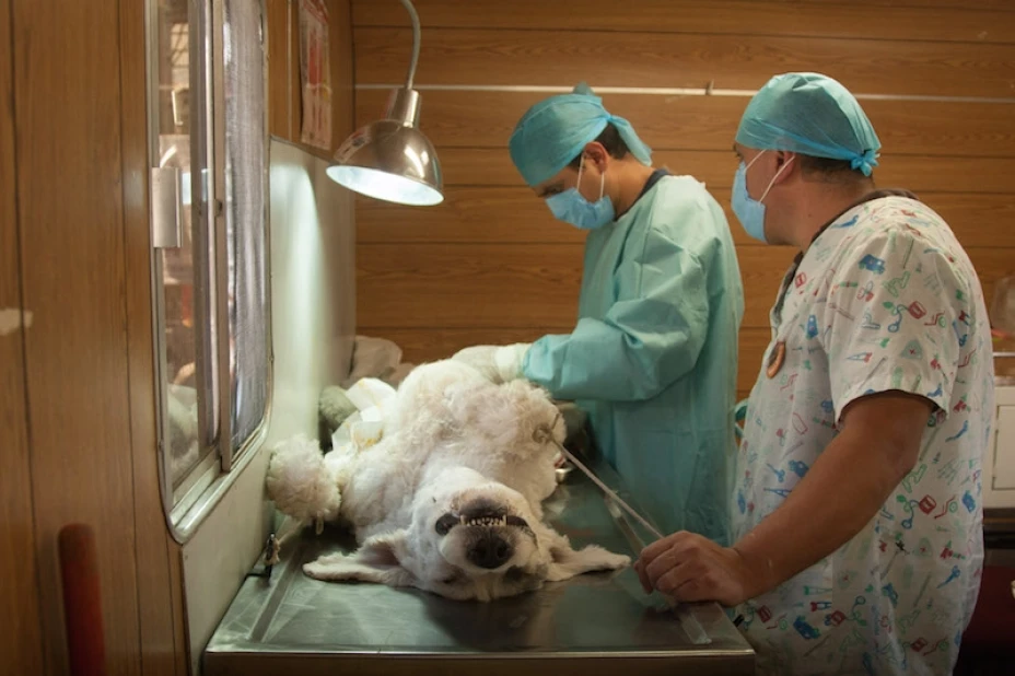 Veterinario