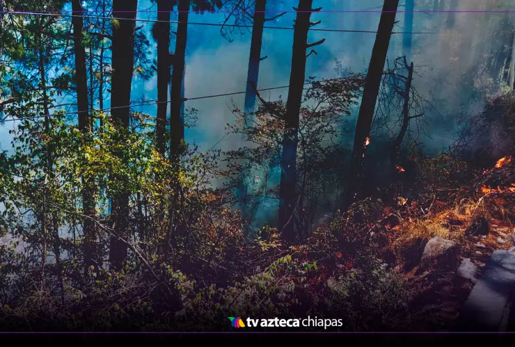 Incendio forestal en carretera San Cristóbal - Rancho Nuevo durante puente de marzo 2025 ¿Hay paso?