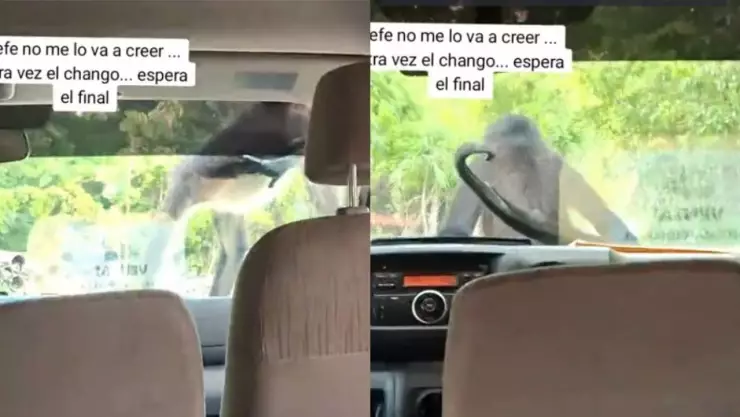 Mono araña Rivera Maya