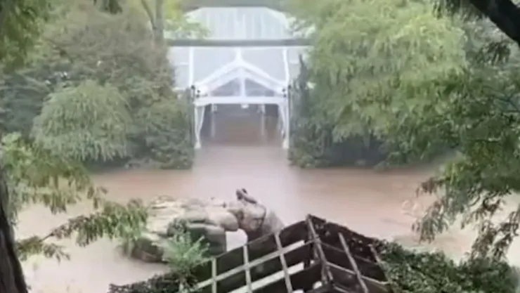 VIDEO Un león marino escapa del zoológico en las inundaciones en New York a causa de las lluvias
