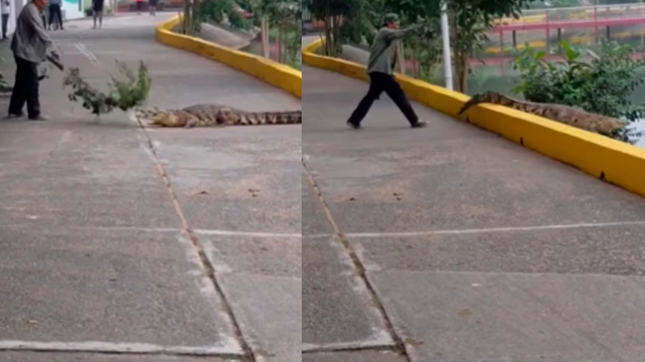 Cocodrilo en Veracruz: así fue el momento en que un vecino lo enfrentó con una rama