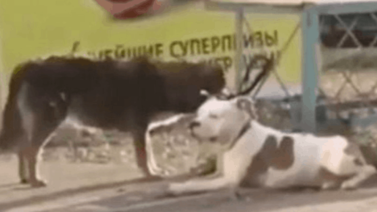 Perro callejero libera a una mascota y la saca a pasear