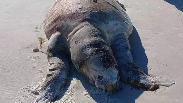 Hallan tortuga marina MUERTA en El Cuyo, enciende la alarmas