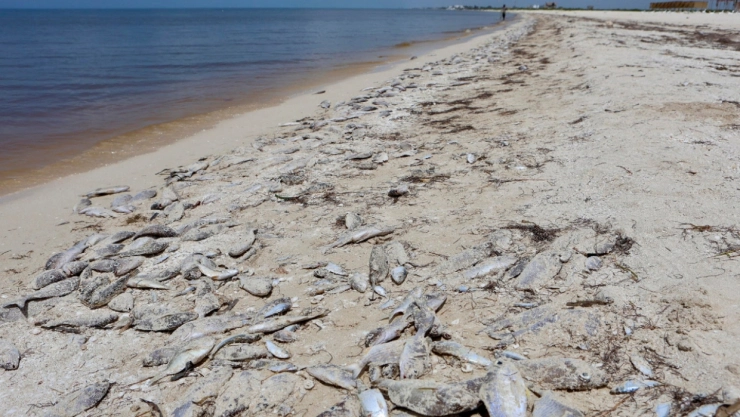 peces muertos a la orilla de la playa por Marea Roja en Yucatán