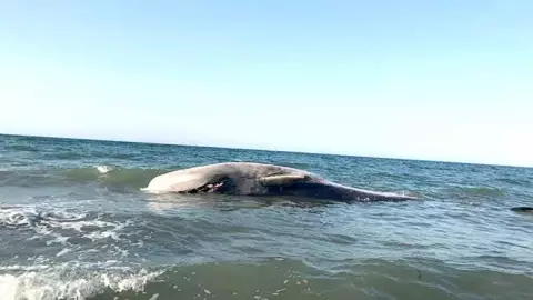 BALLENA MUERTA.jpg