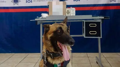 Agente-canino-encuentra-estupefacientes-en-pquetería-de-Torreón.jpg
