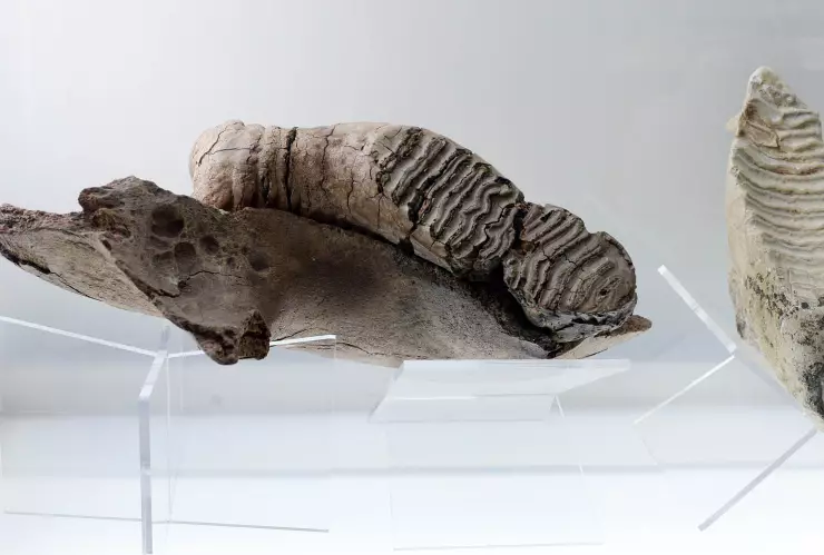 Museo Universitario exhibe fósiles de hace 100 millones de años