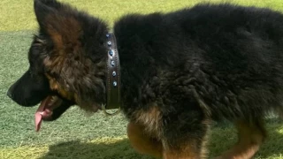 FOTOS: Perrito donado por Turquía llega a México