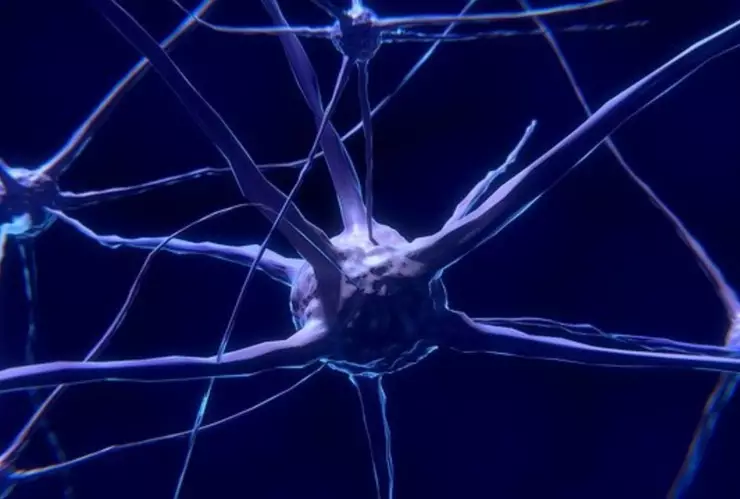 neurona cerebro .jpg