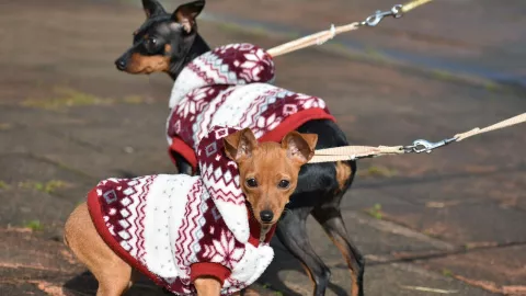 cuidados de perritos durante el invierno.jpg