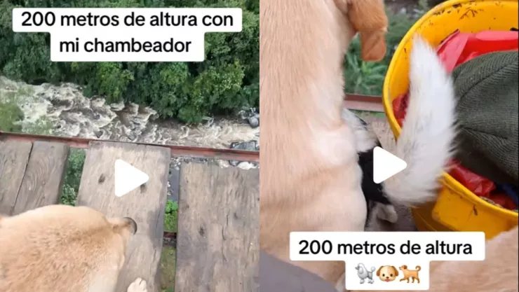 /famosos/tiktoker-mauro-el-campeche-cancelado-llevar-perros-200-metros-altura-video