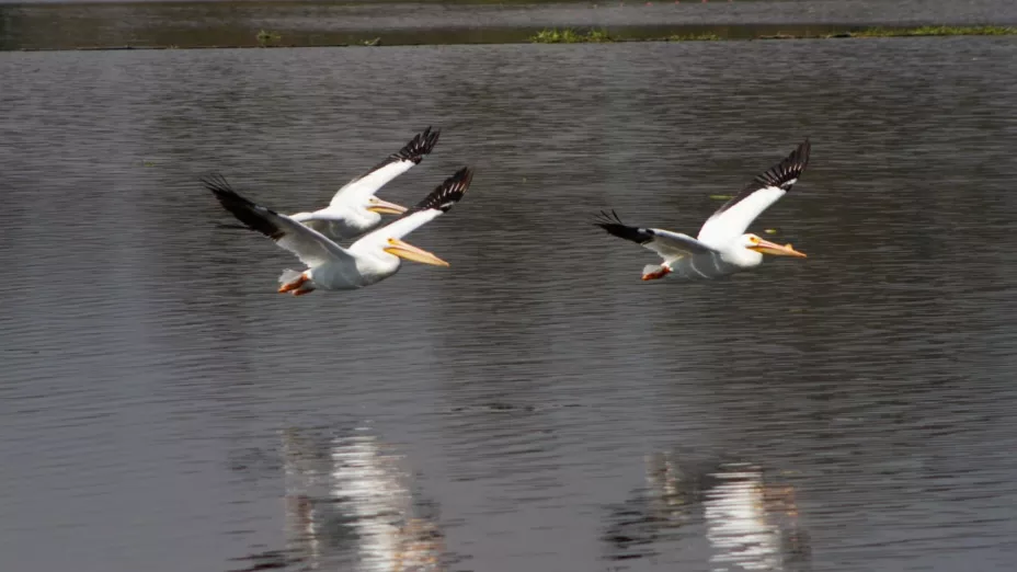 Logran espacios naturales de la CDMX aumentar y conservar la vida silvestre.jpg