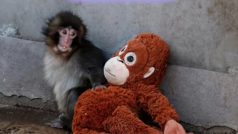 Se puede adoptar a un mono como ‘Punch’.