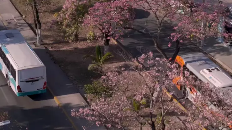 ¿Qué son los árboles rosas de Cancún? Todo sobre el florecimiento del Makulís en esta primavera | VIDEOS