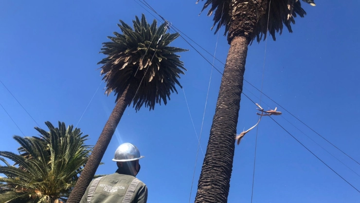 palmeras CDMX plagas