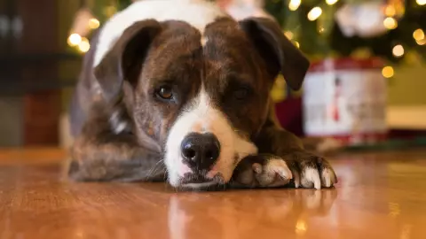 Recomendaciones para poner decoración navideña si tienes perros